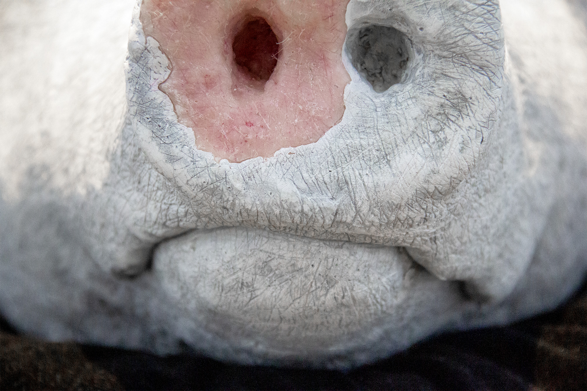 Schweinetod